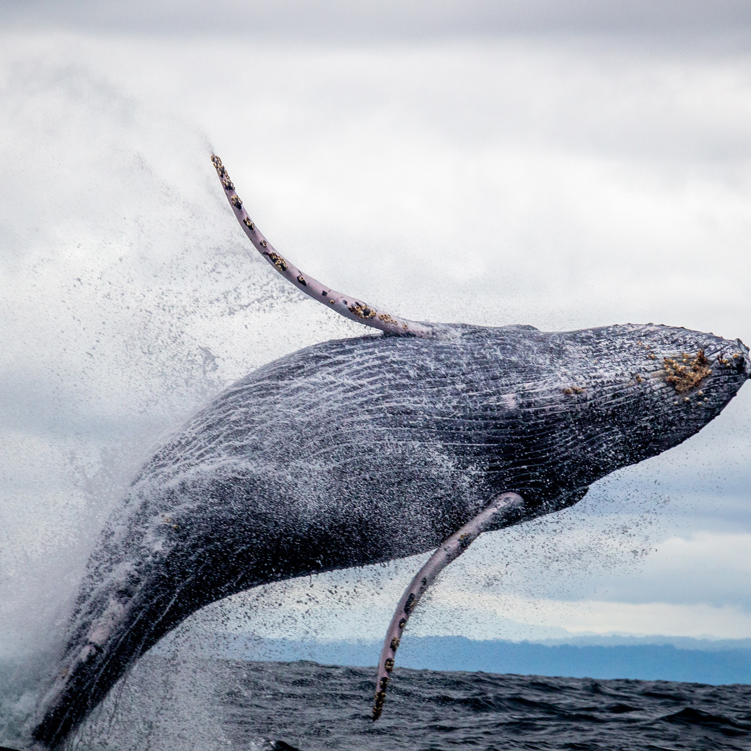 baleine